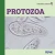 Protozoa