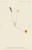 The Hours / Mrs. Dalloway: A Novel
