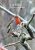 Chris: The Christmas Robin