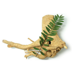 What is Tongkat Ali?