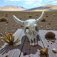 MM-302 Large Steer Cow Bull Skull with Horns Dollhouse Miniature Pewter
