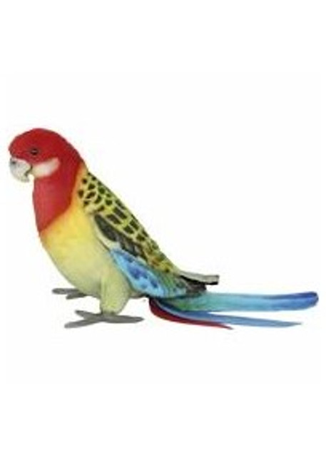 Eastern Rosella 29cm L