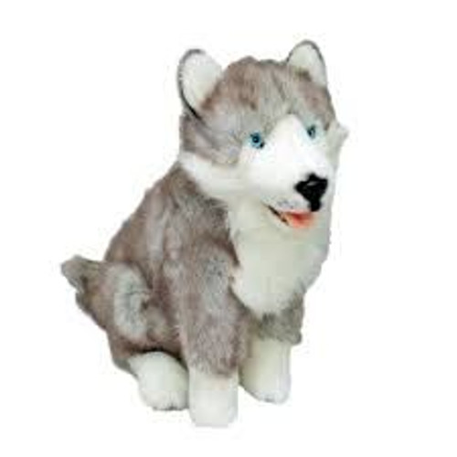 "Brock" Husky 35cm Sitting