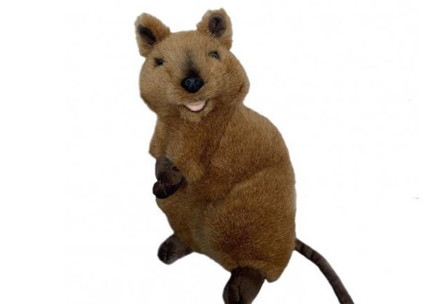 "Roger" Quokka 28cm Standing