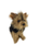 "Archie" Australian Yorkshire Terrier 28cm Sitting, Black & Tan