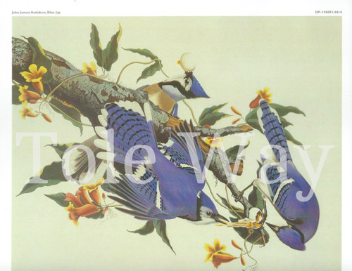 Blue Jays (8x10)