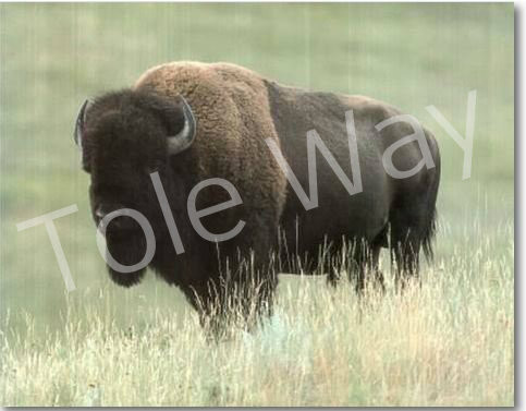 Buffalo (16x20)