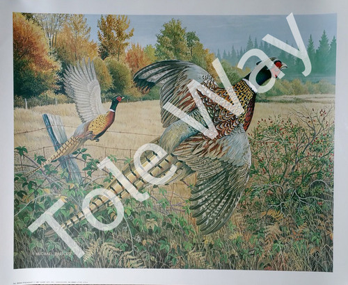 Pheasants Kit (16x20)(1 mounted & 6 additional prints)