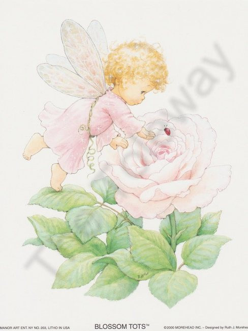 Blossom Tot Fairy Rose (6x8)