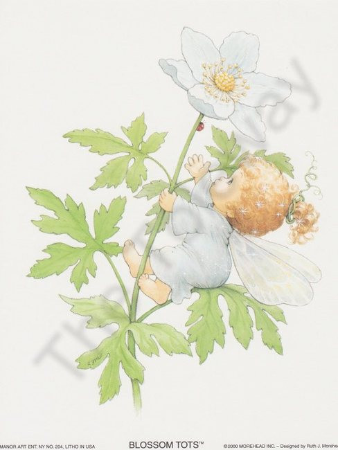 Blossom Tot Fairy White Daisy (6x8)