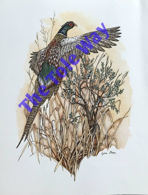 Pheasant by Lynn Bean.