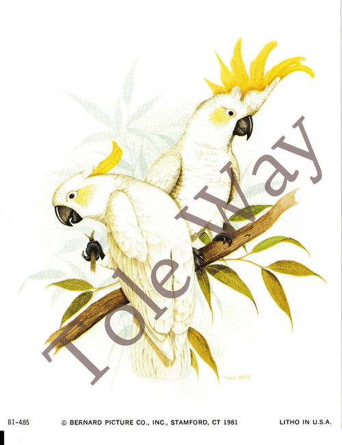 White Cockatoo (4x5)