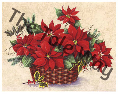 Red Poinsettias (8x10)