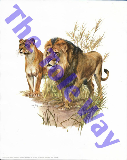 Lion and Lioness (8x10)