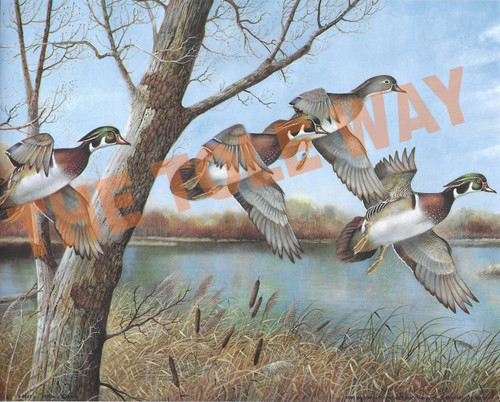 Wood Ducks by Manning (8x10)
