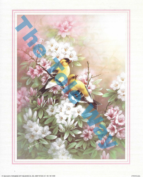 Yellow Finches (8x10)