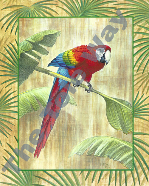 Red Parrot (8x10)