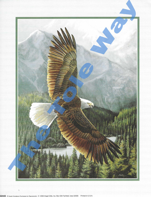Eagle in Flight (8x10)