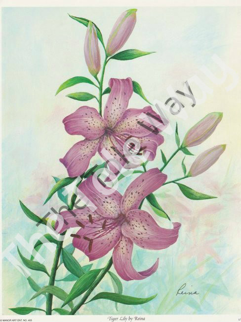 Tiger Lily by Reina (8x10)