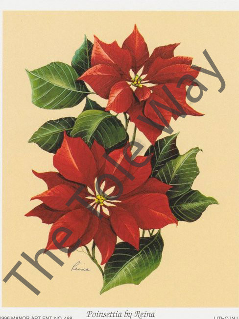 Poinsettia by Reina 173 (4x5)