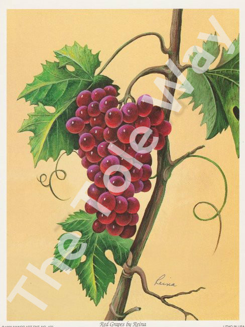 Red Grapes by Reina 177 (4x5)