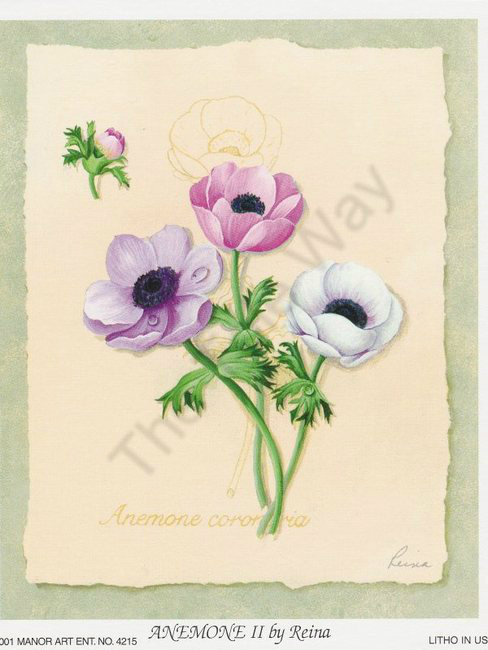 Anemone II 391 (4x5)
