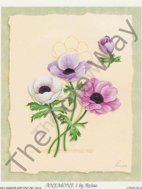 Anemone I (4x5)
