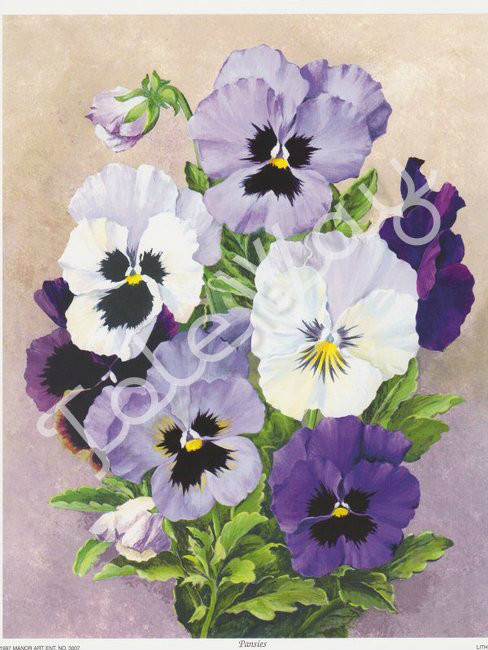 Pansies (8x10)