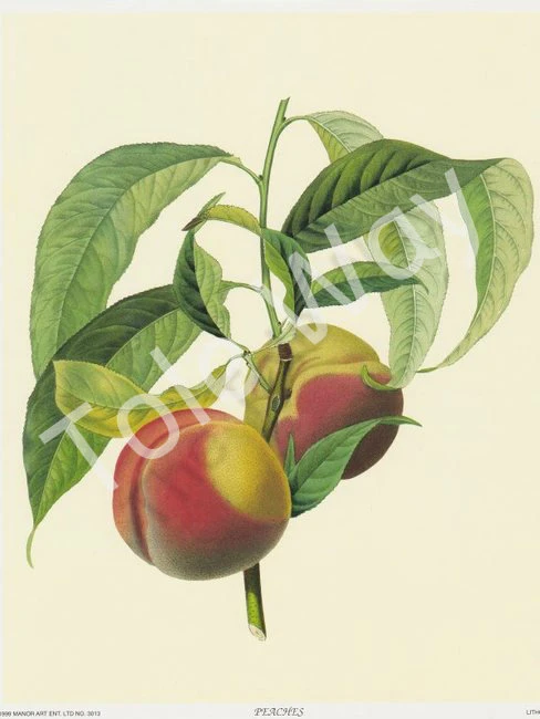 Peaches (8x10)