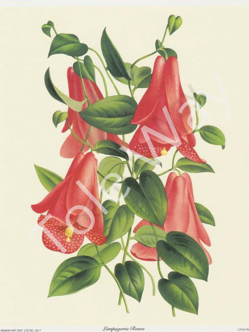 Lampageria Rosea (8x10)