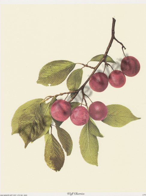 Wolf Cherries (8x10)