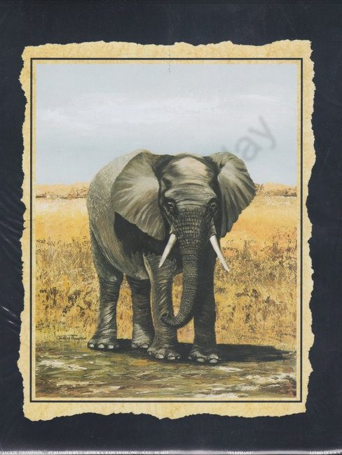 Elephant (8x10)