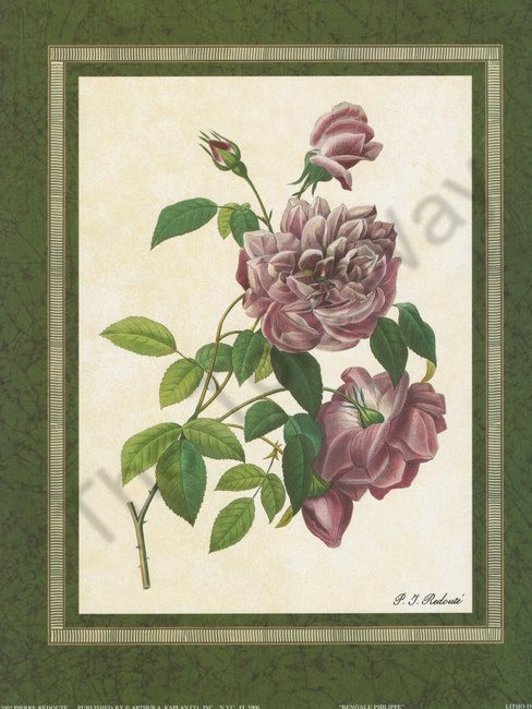 Bengale Philippe (8x10)