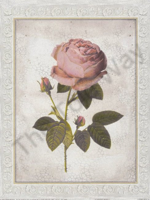 Captive Rose I (8x10)