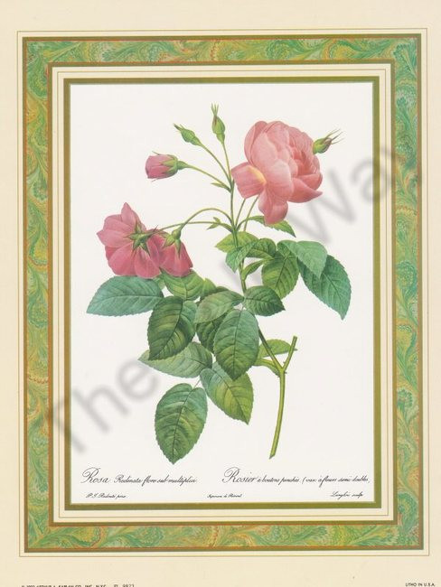 Rosa Redinata (8x10)