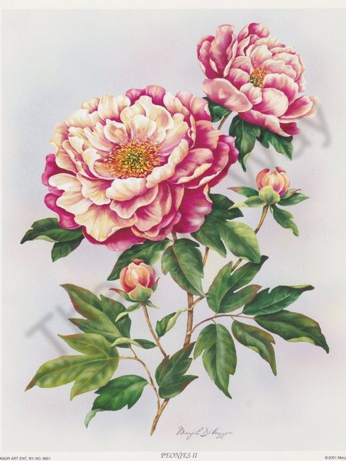 Peonies II (8x10)