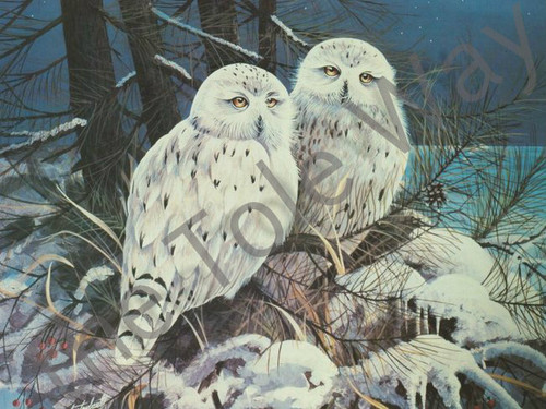 Snowy Owls II (8x10)
