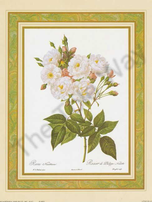 Rosa Noisettiana (8x10)