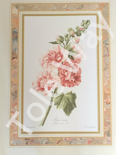 Rose Tremiere (16x20)