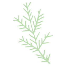 Pine Branch (1" x 1 1/2")