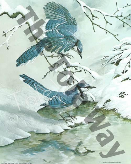 Blue Jays in Snow (8x10)