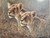 Sisters of the Serengeti