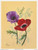 Poppy Anemone by Reina 157 (6x8)