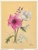 Poppy Anemone by Reina (6x8)