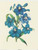 Delphinium (8x10)