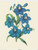 Delphinium (8x10)