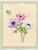 Anemone II (8x10)