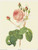 Rosa Centifolia Bullata (Pink Rose) (8x10)