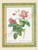 Rosa Redinata (8x10)