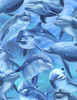 Cotton Print Yarmulkes Dolphins - BLUE